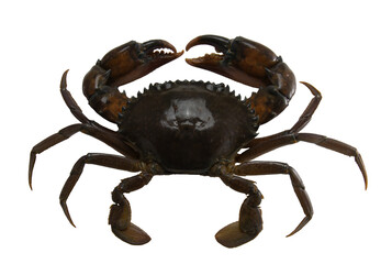 Fresh crab isolated on white background , Mud crab