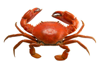 Red crab isolated on white background , Cooked crab , Edible seafood