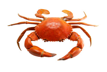 Red crab isolated on white background , Cooked crab , Edible seafood