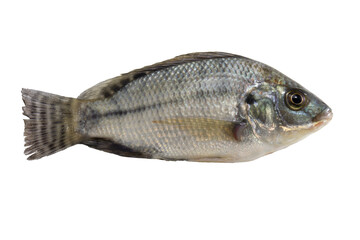 Fresh tilapia isolated on white background , Freshwater fish ,Edible fish