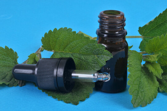 Feuilles de m&eacute;lisse fra&icirc;ches avec un flacon et une pipette d'huile essentielle de m&eacute;lisse en gros plan sur fond bleu