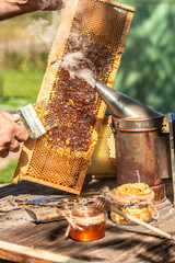 A tool of the beekeeper to work with bees. Smoker, cutting wax lids with hot fork from honeycomb for honey extraction, honeycomb concept