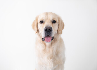 A large beautiful dog in full growth sits on a white chair and looks at the camera. Portrait of a golden retriever on a white background.