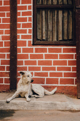 A dog sitting on a street footpath.