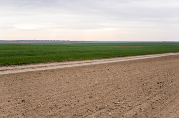 Field of young green wheat seedlings. Sprouts of young barley or wheat that have sprouted in the soil. Close up on sprouting rye on a field. Sprouts of rye. Agriculture, cultivation.