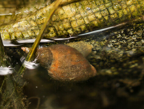 Spitzschlammschnecke Bilder Durchsuchen 185 Archivfotos