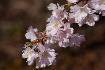 Cherry blossom in pink at a branch in springtime