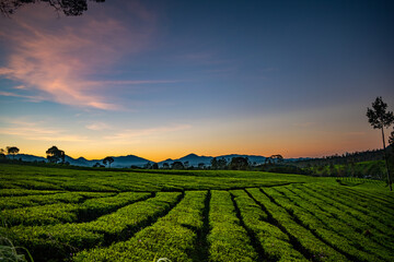 vineyard in the morning