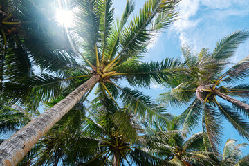 Beautiful green coconut palms plantation against blue sky.