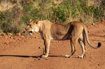 lion cub in the savannah