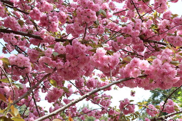 Sakura blossoms - Pink background. 