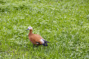 Brown-white adult female duck on a green lawn in the city park