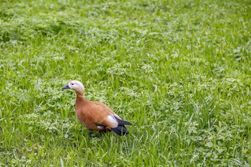 Brown-white adult female duck on a green lawn in the city park