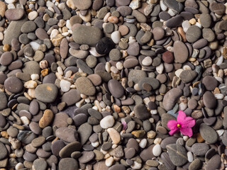 Multi-colored dry pebbles on the shore. Pebble background. Violet flower on stones. Shore. Pebble texture