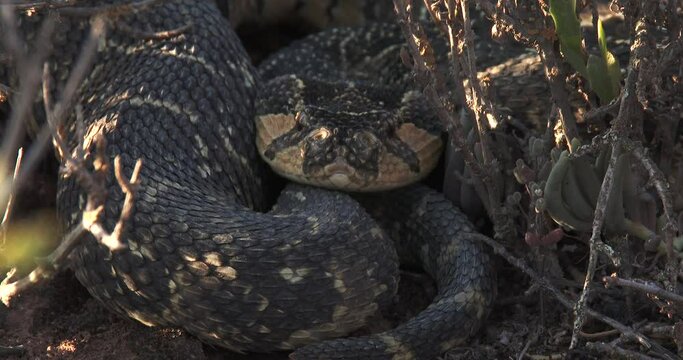 A large Puff adder lying in ambush in Africa, close up