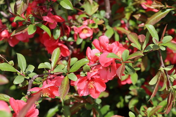 Fototapeta na wymiar In the spring, red flowers bloomed.