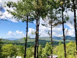 Fototapeta premium landscape with trees
