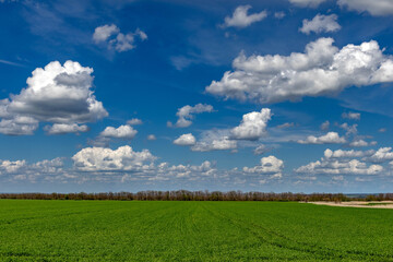 Green wheat field under blue sky