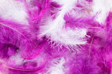 White and purple feathers. Close-up 