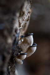 mushrooms on wood