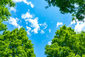 木々の緑と青空