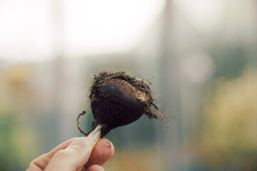 Obraz premium hand holding tulip bulb in front of blurred background