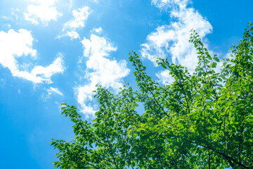 木々の緑と青空