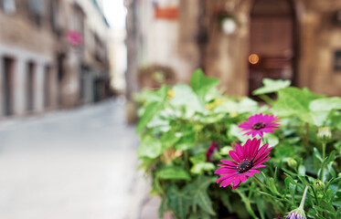 Pot with flowers on the street of old europian town.