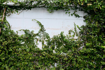 Close up green climber plant on wall natural with natural background at Thailand. - obrazy, fototapety, plakaty
