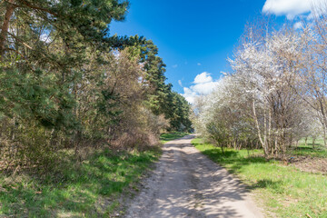 Fototapeta na wymiar Dirt road between trees in Poland in spring time.