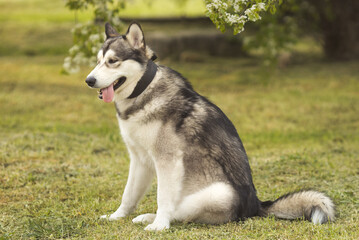 Alaskan malamute dog standing on grass at springtime meadow