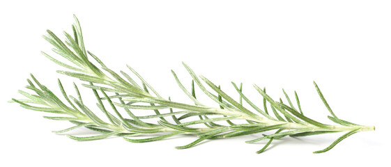 fresh curry plant leaves isolated on white background