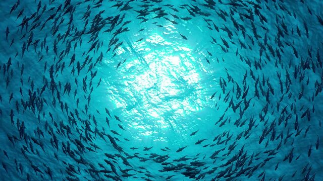 School of fish sharks swim in a circle