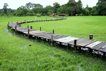 Fototapeta premium The wooden bridge stretches in a curve and stretches through rice fields to the farmer's hut and below is green rice and water.