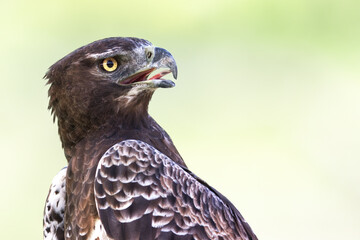 Close-up portrait of a Martial Eagle, the largest African Eagle. Cape Town, South Africa.