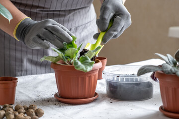 Woman gardener transplantion violet. Concept of home gardening and planting flowers in pot, plant home decoration