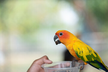 Beautiful colorful Sun Conure parrots eating on a hand