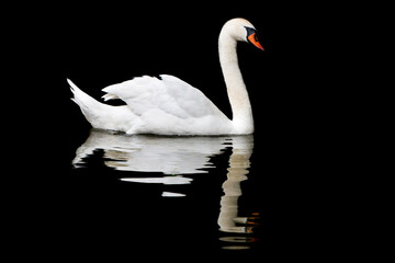 swan on the water