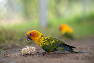 Beautiful colorful Sun Conure parrots eating on a floor