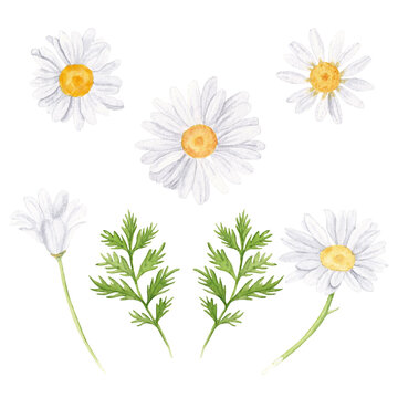 Watercolor botanical illustration set with chamomile flowers and leaves