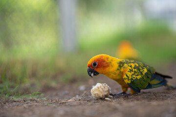 Beautiful colorful Sun Conure parrots eating on a floor