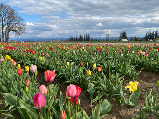 field of tulips and blue sky