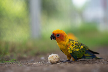 Beautiful colorful Sun Conure parrots eating on a floor