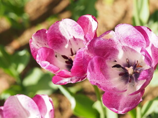 Fototapeta na wymiar 美しいチューリップの花のクローズアップ