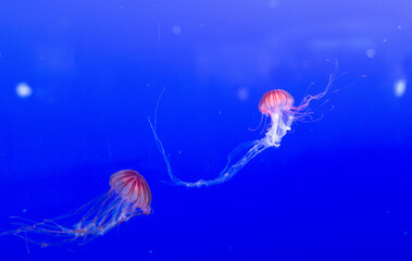 jellyfish