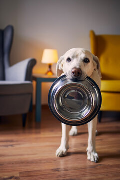 Hungry dog with sad eyes is waiting for feeding at home. Cute labrador retriever is holding dog bowl in his mouth.