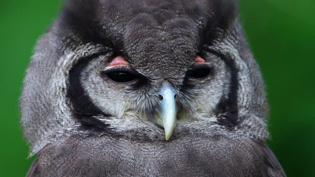 Portrait of Verreaux's eagle-owl (Bubo lacteus). Milky eagle owl or giant eagle owl. In Spanish MILKY OWL