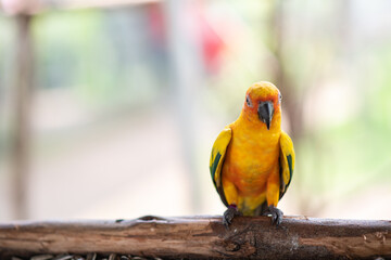 A colorful Sun Conure parrot wandering on a branch.