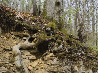 Baumwurzel an einer Abbruchkante, Buchen (Fagus) im Deister, Niedersachsen, Deutschland, Europa