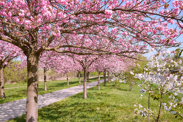 Alley of blossoming cherry trees called Mauer Weg English: Wall Path following the path of former Wall in Berlin, Germany. Bright sunlight with shadows.